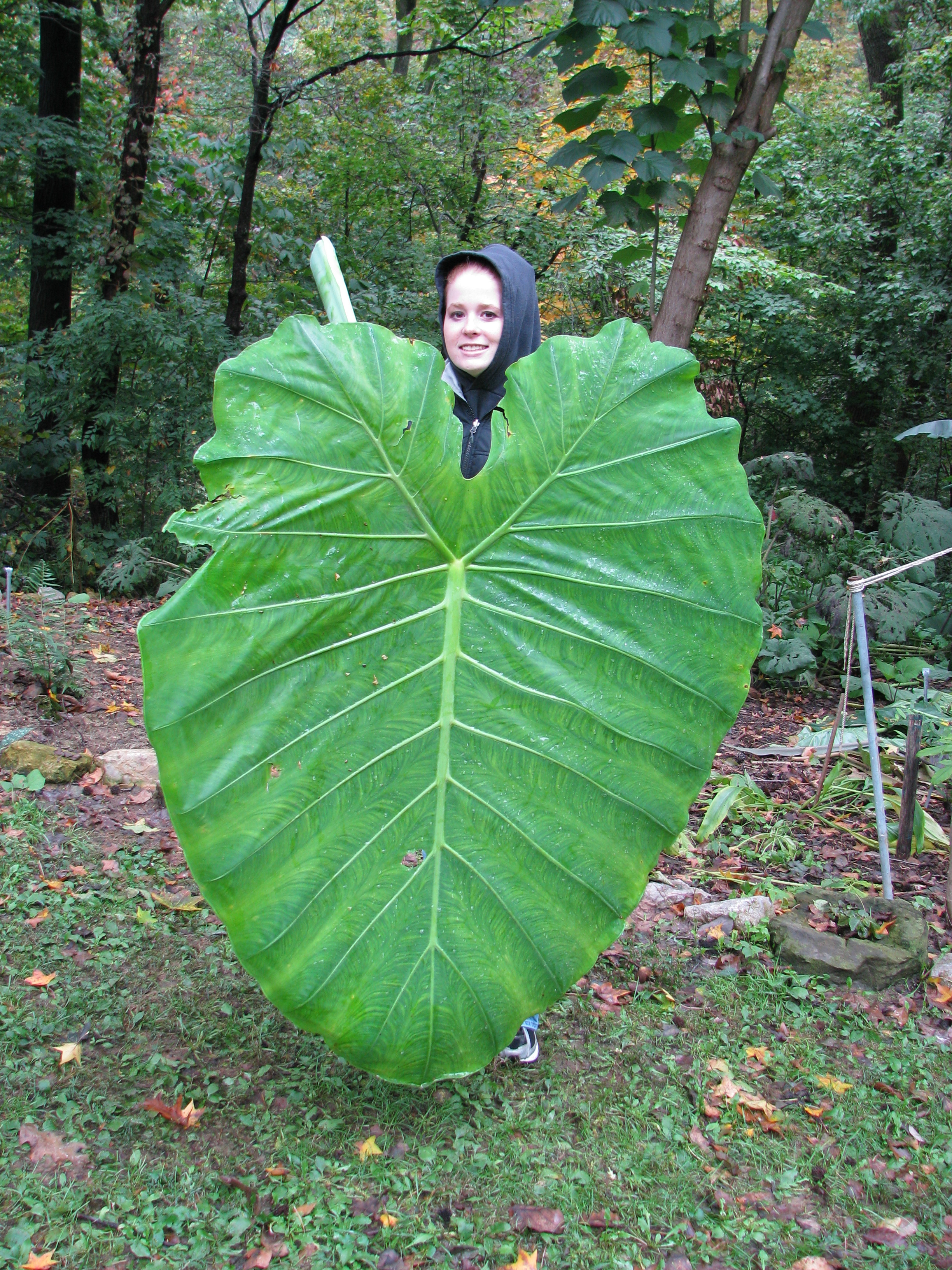 Самые самые в мире листьев. Colocasia_gigantea растение. Кокколоба гигантолистная. Колоказия Ароидные.